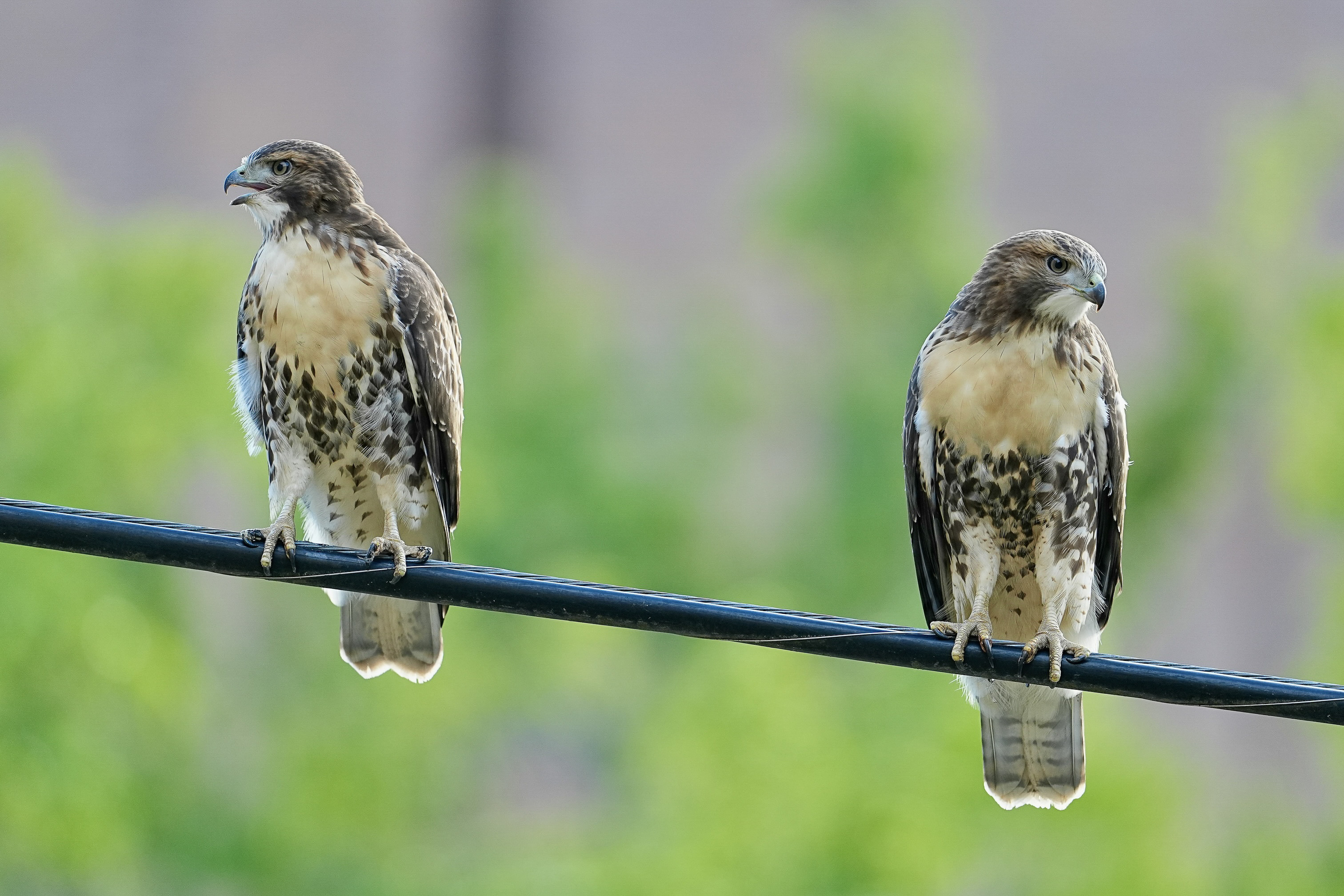 Red-tailed Hawks O1 and O2